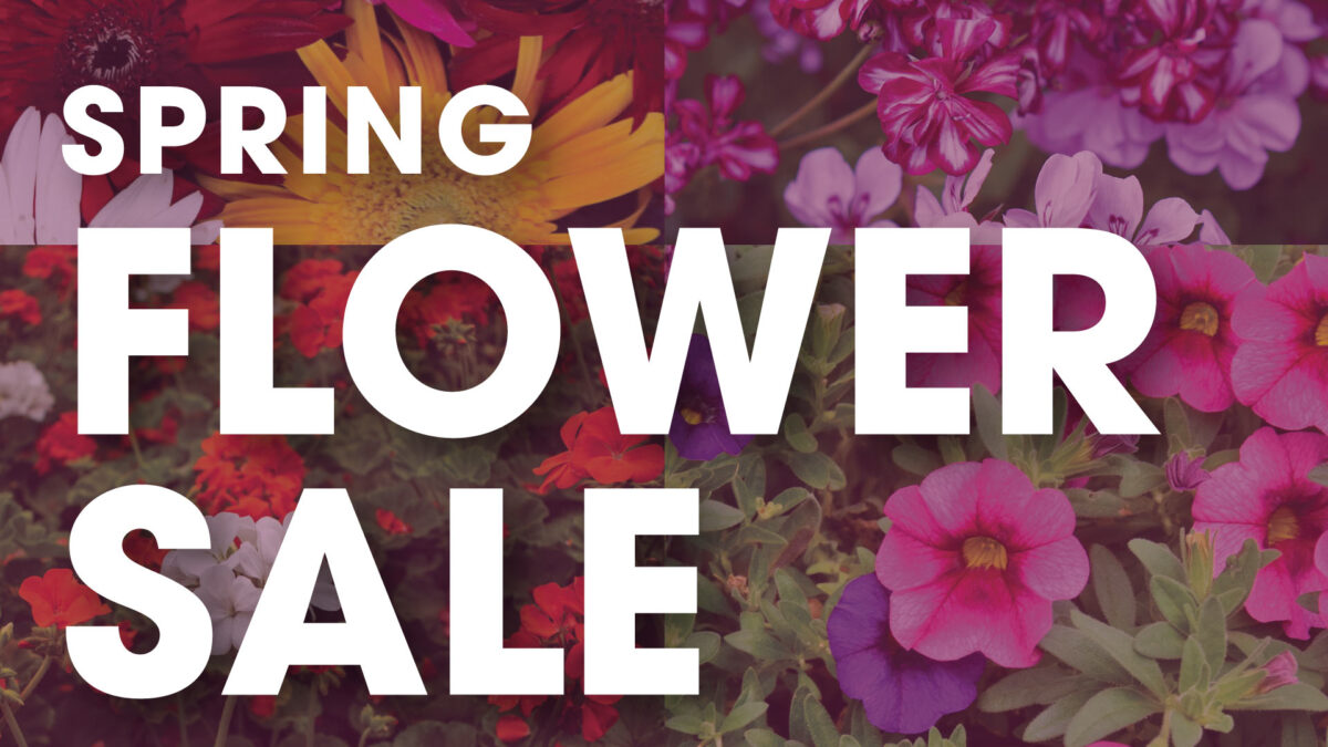 Spring Flower Sale VIP